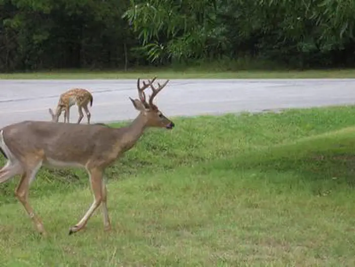 Indian Creek Campground (AR) photo 2