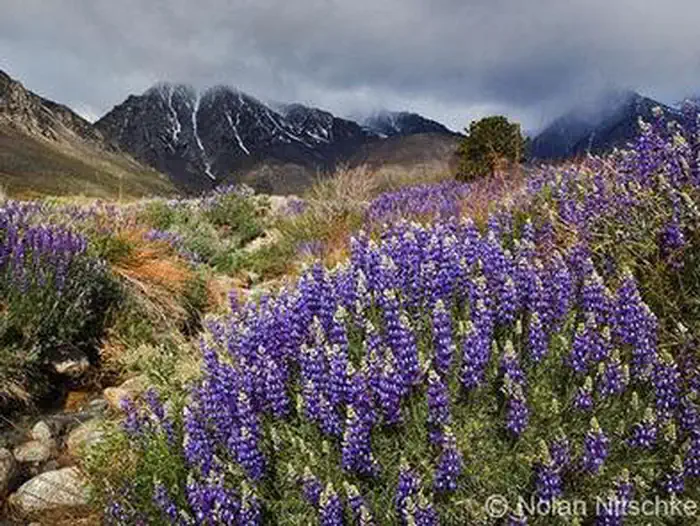 Inyo National Forest - Wilderness Permits photo 3