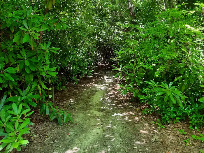 Johns River Road Backcountry Camping photo 3