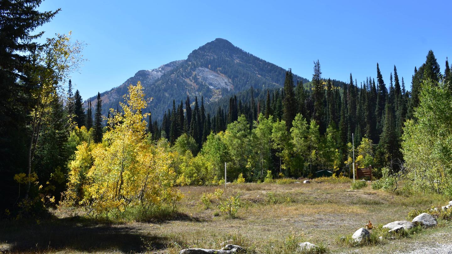 JORDAN PINES photo