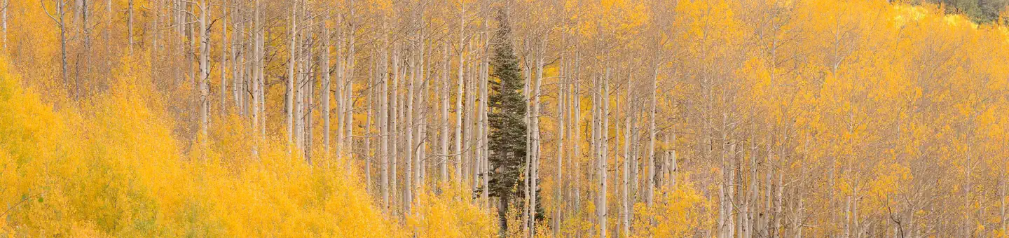 JUMBO CAMPGROUND photo