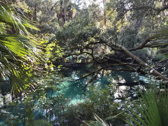 JUNIPER SPRINGS REC AREA photo 5