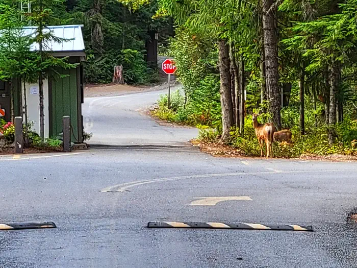 KACHESS photo 4