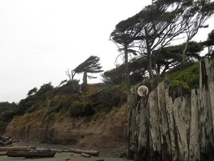 KALALOCH photo 2