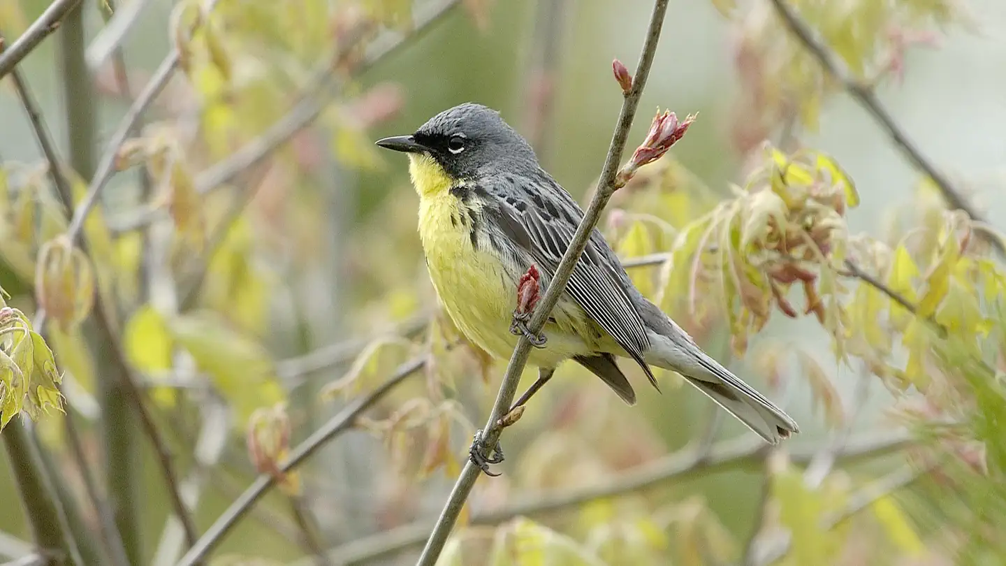 Kirtland's Warbler Guided Tours photo