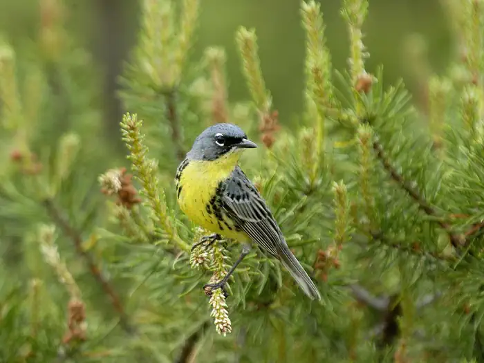Kirtland's Warbler Guided Tours photo 4