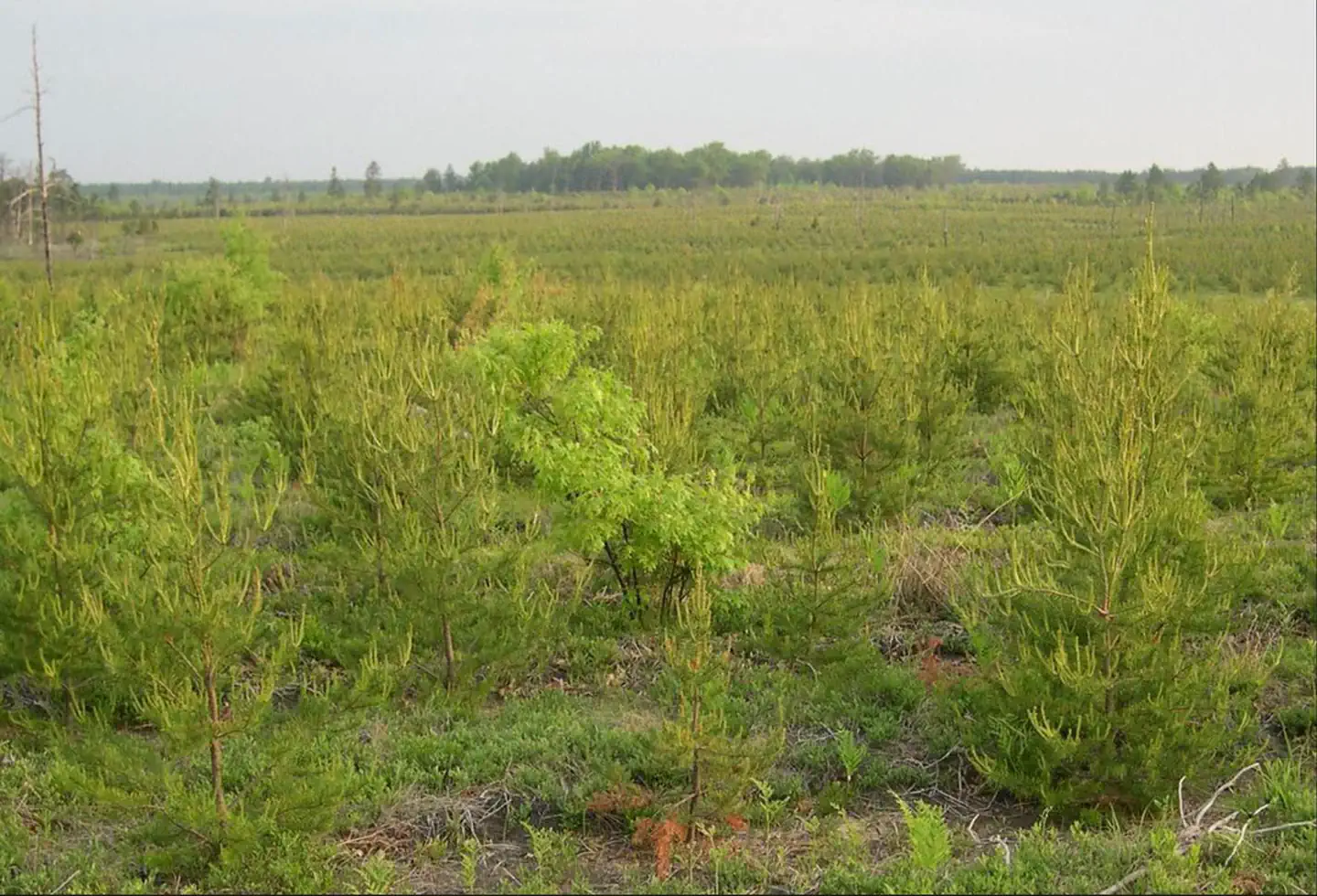 Kirtland's Warbler Guided Tours photo 5