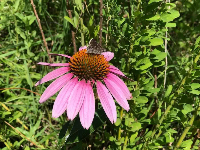 LADYBIRD LANDING photo 4