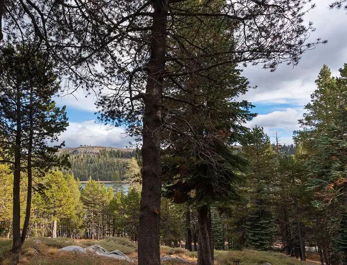 (LAKE ALPINE)  SILVER TIP CAMPGROUND photo 5