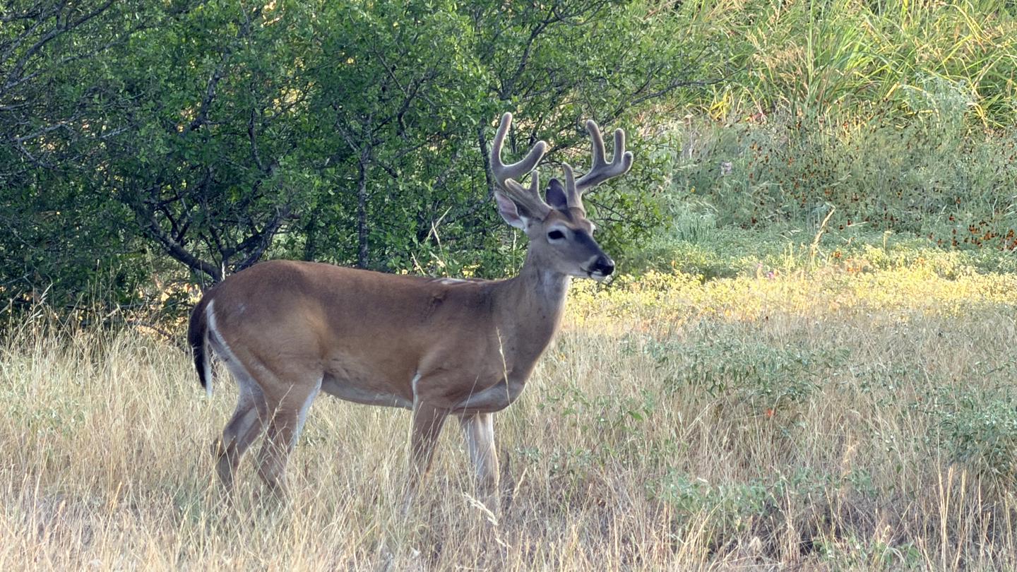 Lake Georgetown Archery Deer Hunt Permits photo