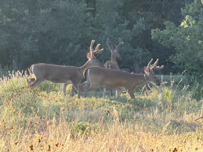 Lake Georgetown Archery Deer Hunt Permits photo 2