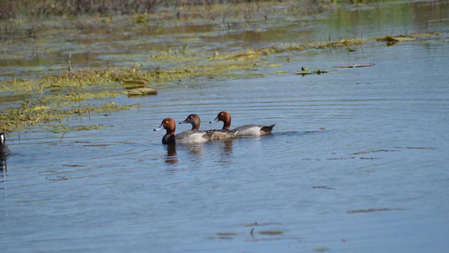 Lake Georgetown Waterfowl Hunt Permits photo