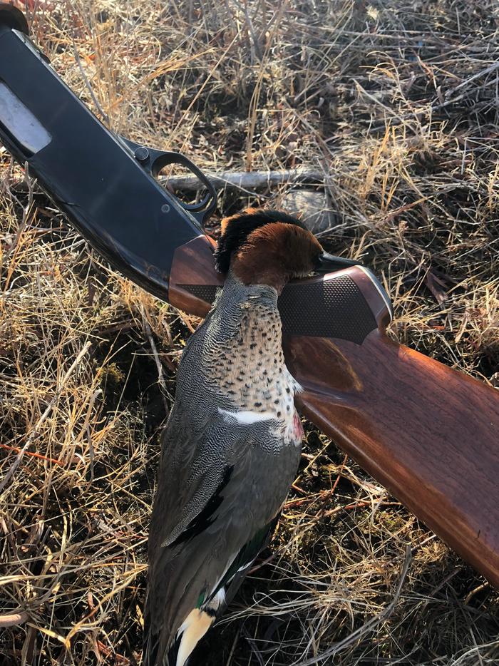 Lake Georgetown Waterfowl Hunt Permits photo 2