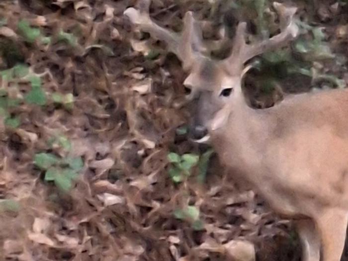 Lake Sidney Lanier Project Hunting Permits photo 2