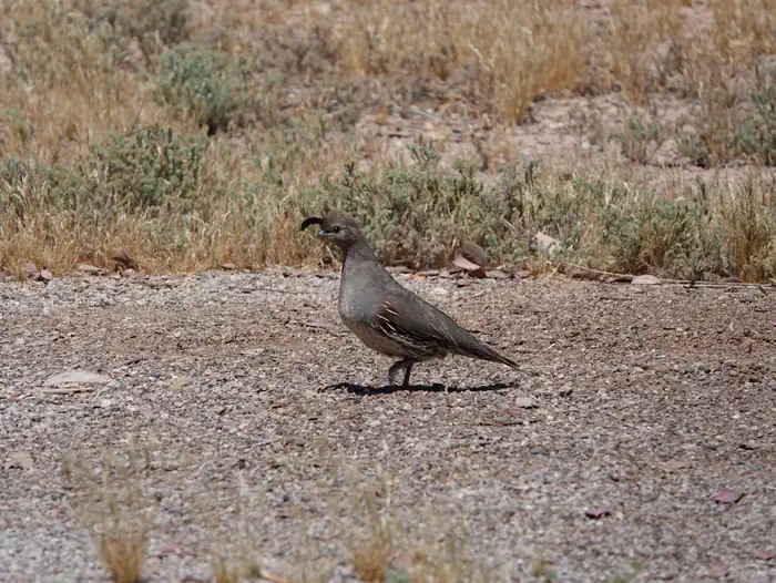 Las Vegas Bay Campground photo 3