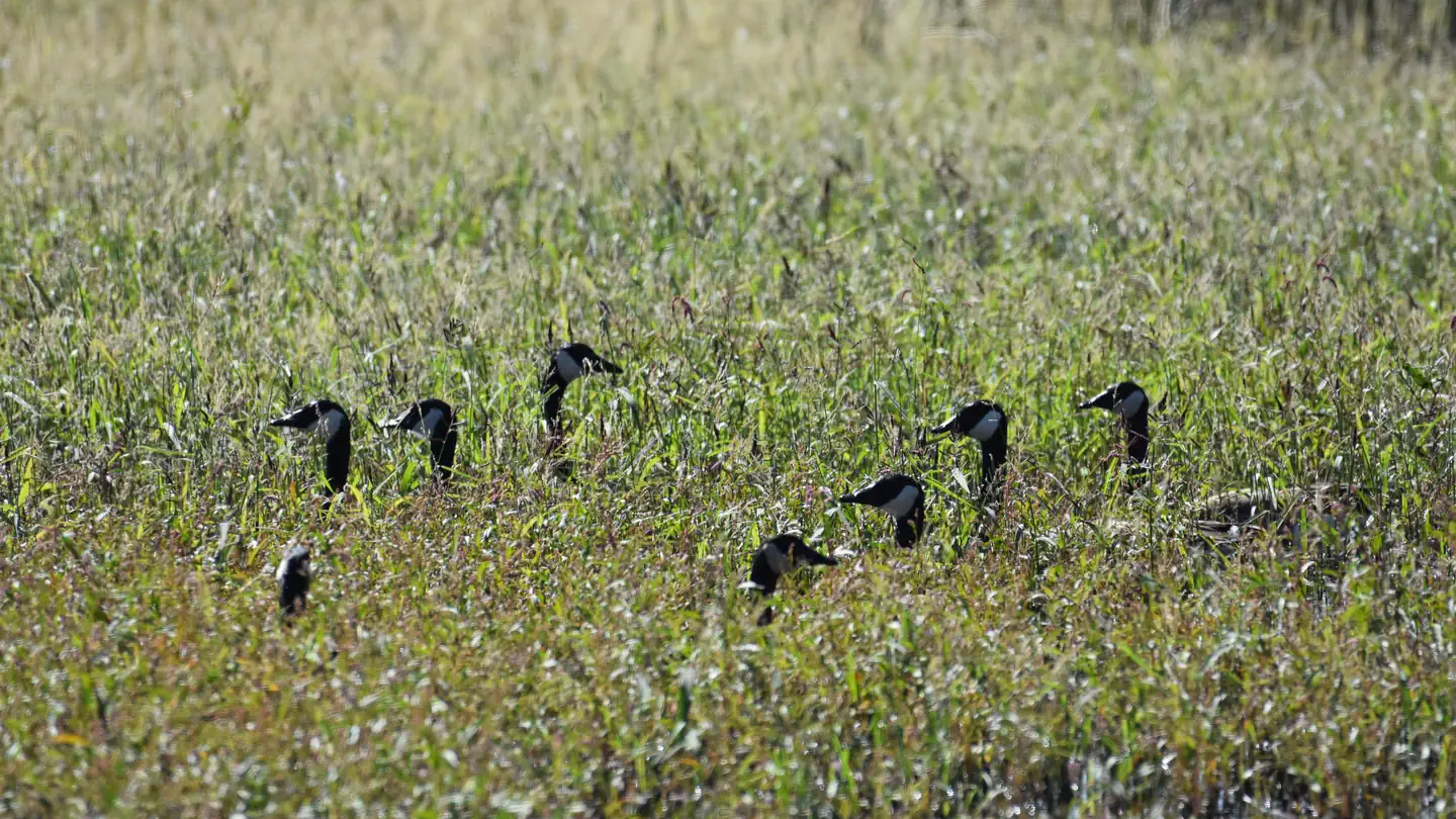 Las Vegas National Wildlife Refuge Goose Hunt Permits photo 3
