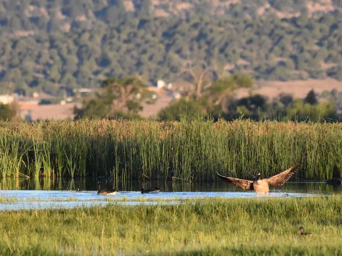 Las Vegas National Wildlife Refuge Goose Hunt Permits photo 4