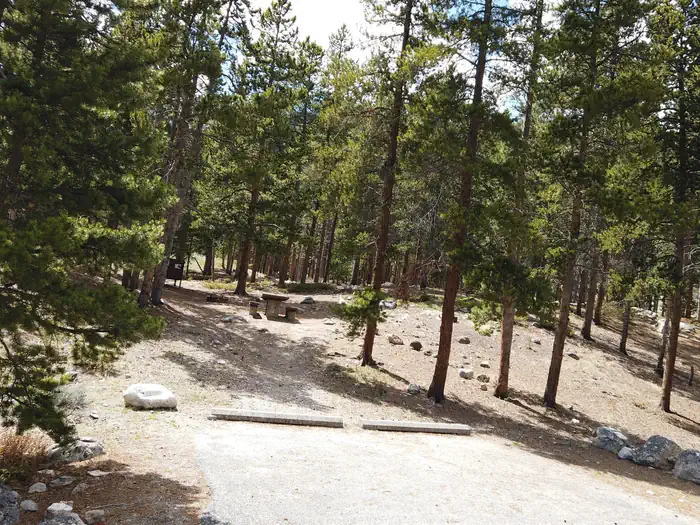 LIMBER PINE photo 4