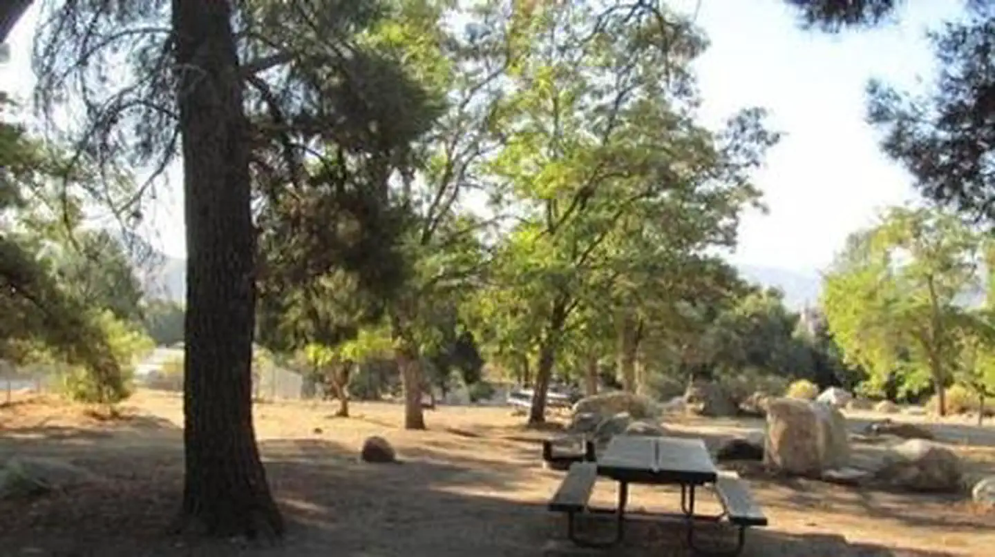 LIVE OAK photo 2