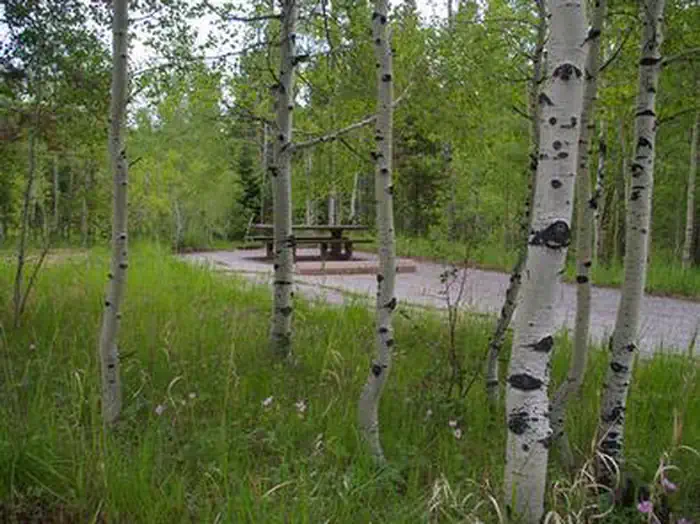 LODGEPOLE AT FLAMING GORGE photo 4