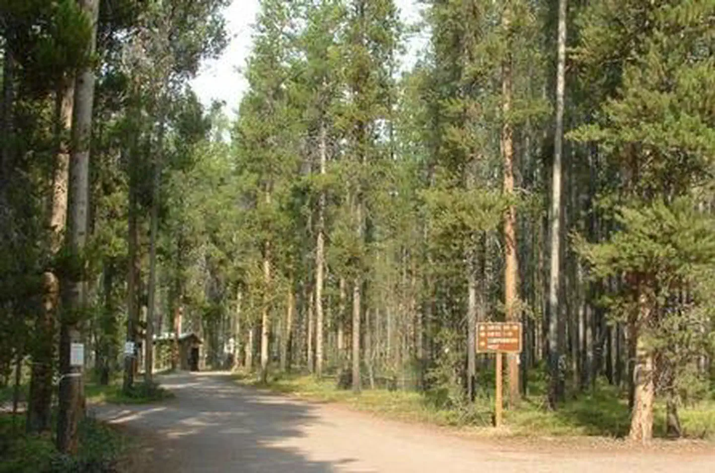 Lodgepole Campground (on Georgetown Lake, Montana) photo 5