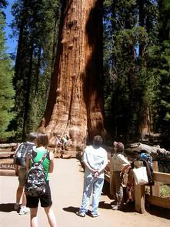 Lodgepole Campground-Sequoia and Kings Canyon National Park photo 2