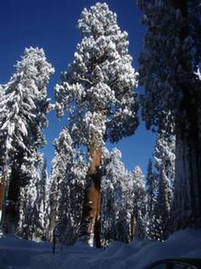 Lodgepole Campground-Sequoia and Kings Canyon National Park photo 5