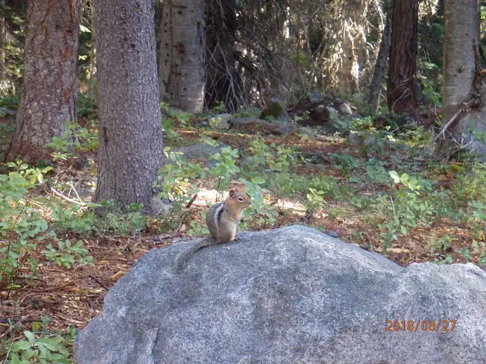 Lodgepole Campground (Washington) photo 5