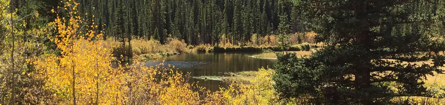 Lodgepole (Jefferson Lake, Fairplay Colorado) photo