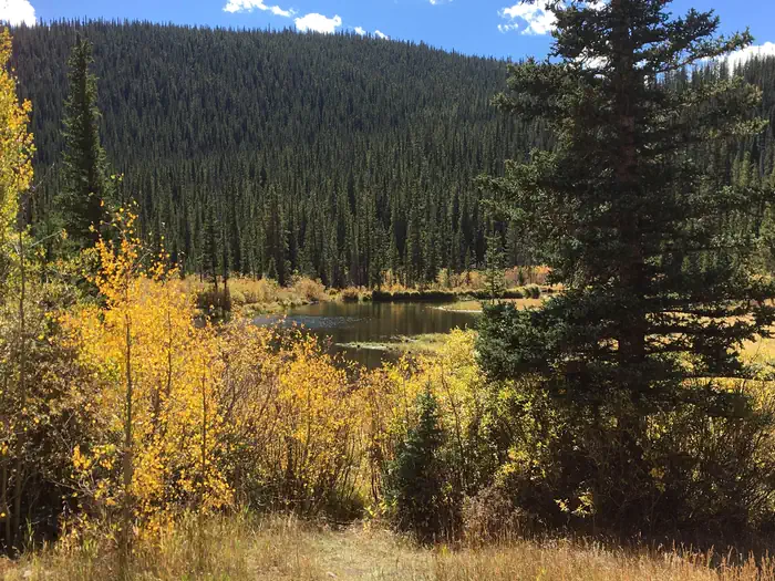Lodgepole (Jefferson Lake, Fairplay Colorado) photo 2