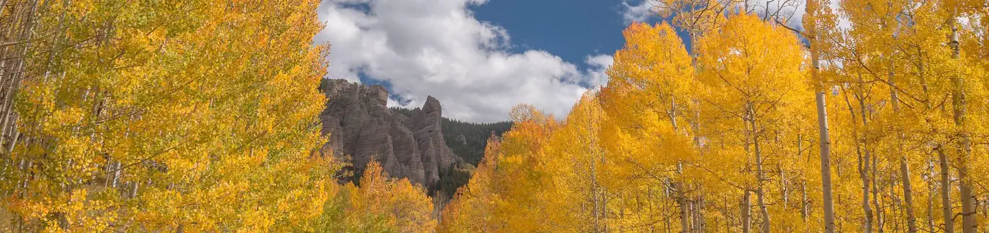 Lodgepole (Taylor River Canyon near Gunnison, COLORADO) photo