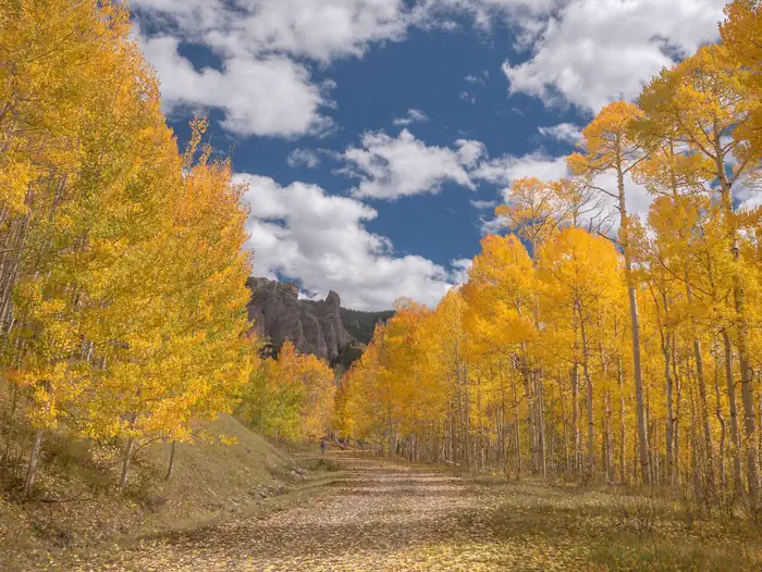 Lodgepole (Taylor River Canyon near Gunnison, COLORADO) photo 2
