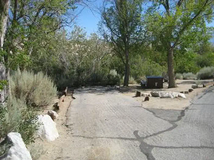 LONE PINE photo 4