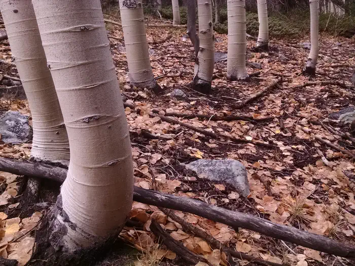 Lower Lehman Creek Campground photo 3