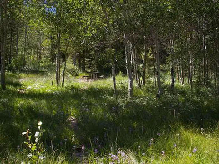 LOWER PENSTEMON photo