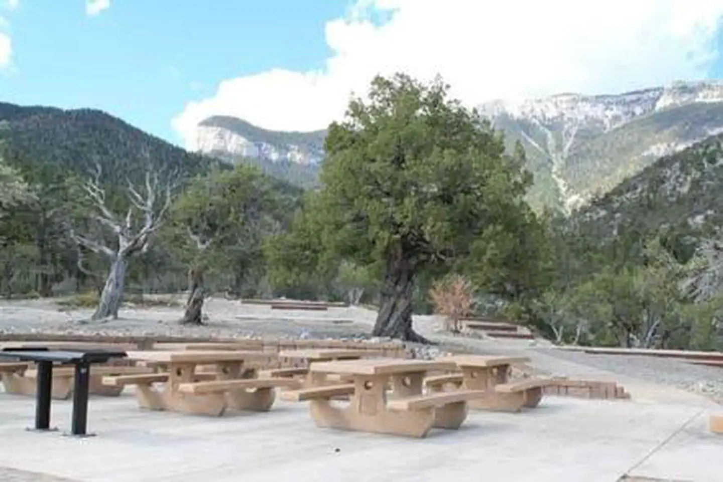 MAHOGANY GROVE photo