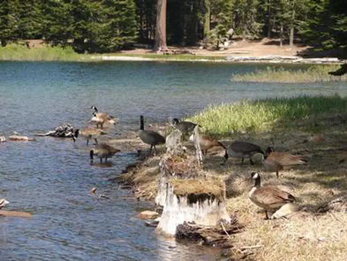 MANZANITA LAKE GROUP CAMPGROUND photo 3