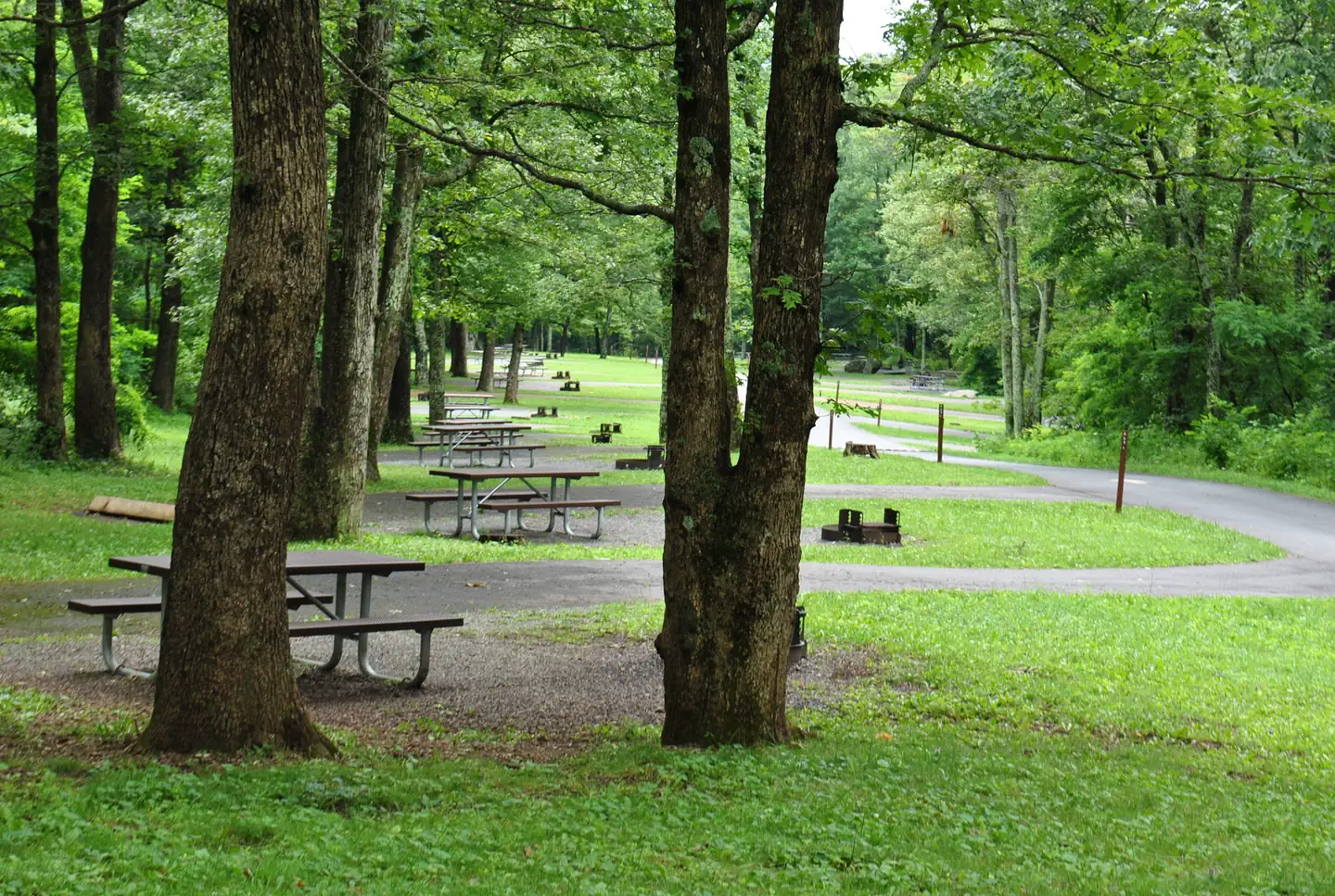 MATHEWS ARM CAMPGROUND photo