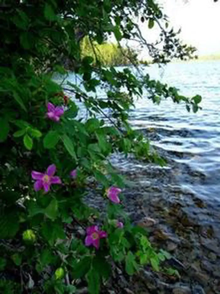 MCGREGOR LAKE CAMPGROUND photo 5