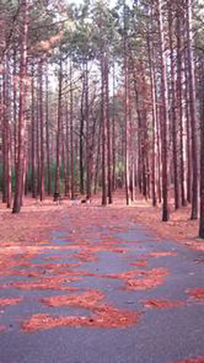 MONUMENT CAMPGROUND photo 2