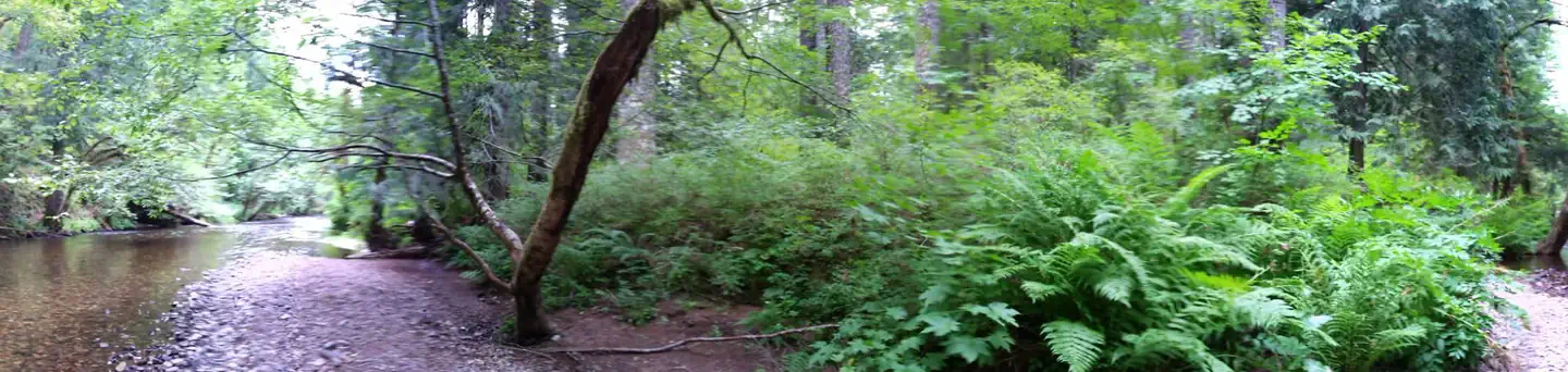 Moss Creek campground photo