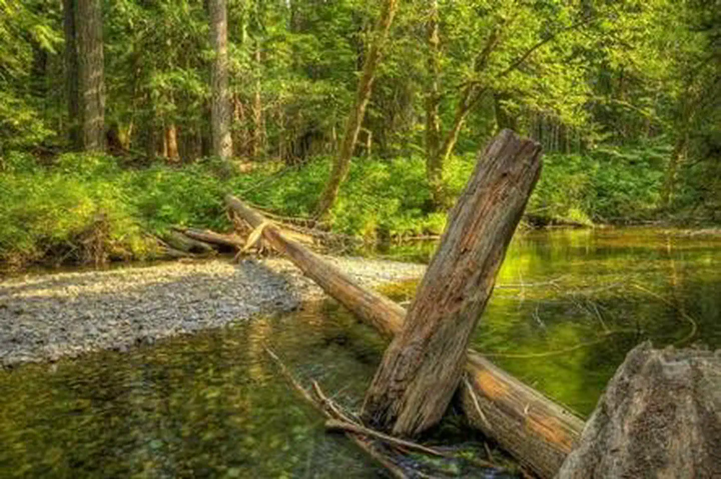 Moss Creek campground photo 4