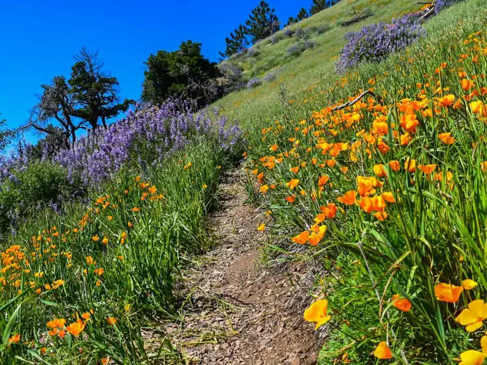 MT. FIGUEROA CAMPGROUND photo 2