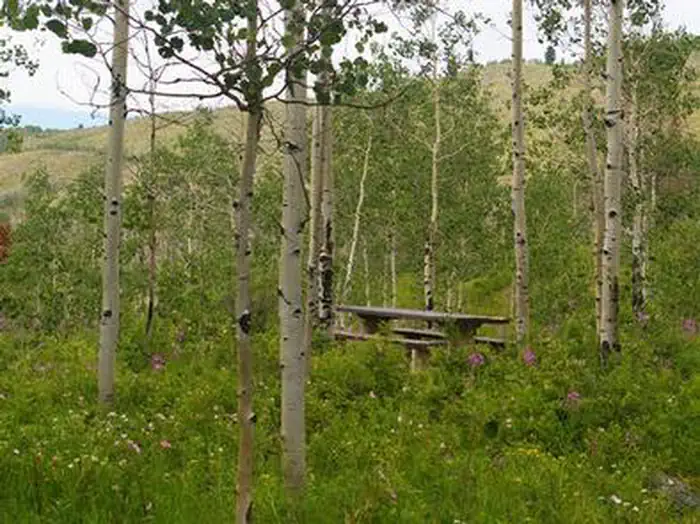 NARROWS CAMPGROUND photo 5