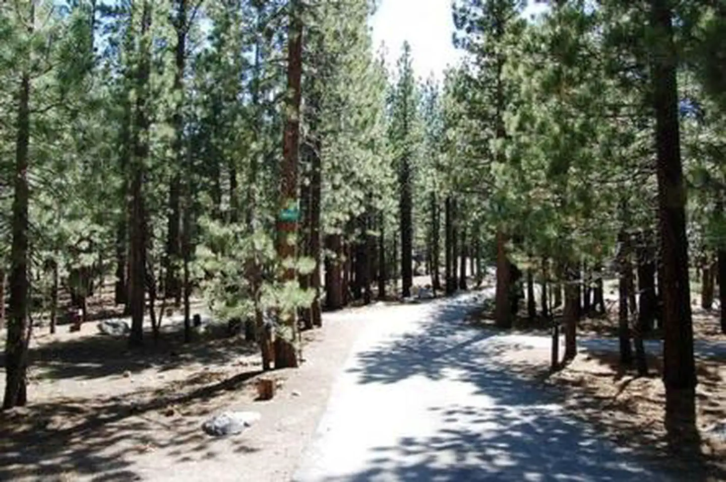 NEW SHADY REST CAMPGROUND photo 3