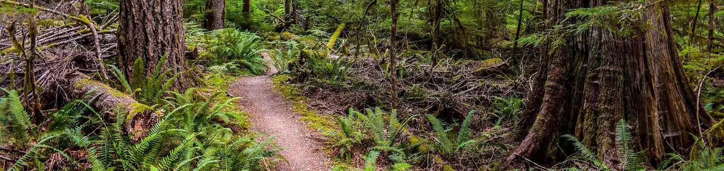 Newhalem Creek Campground photo