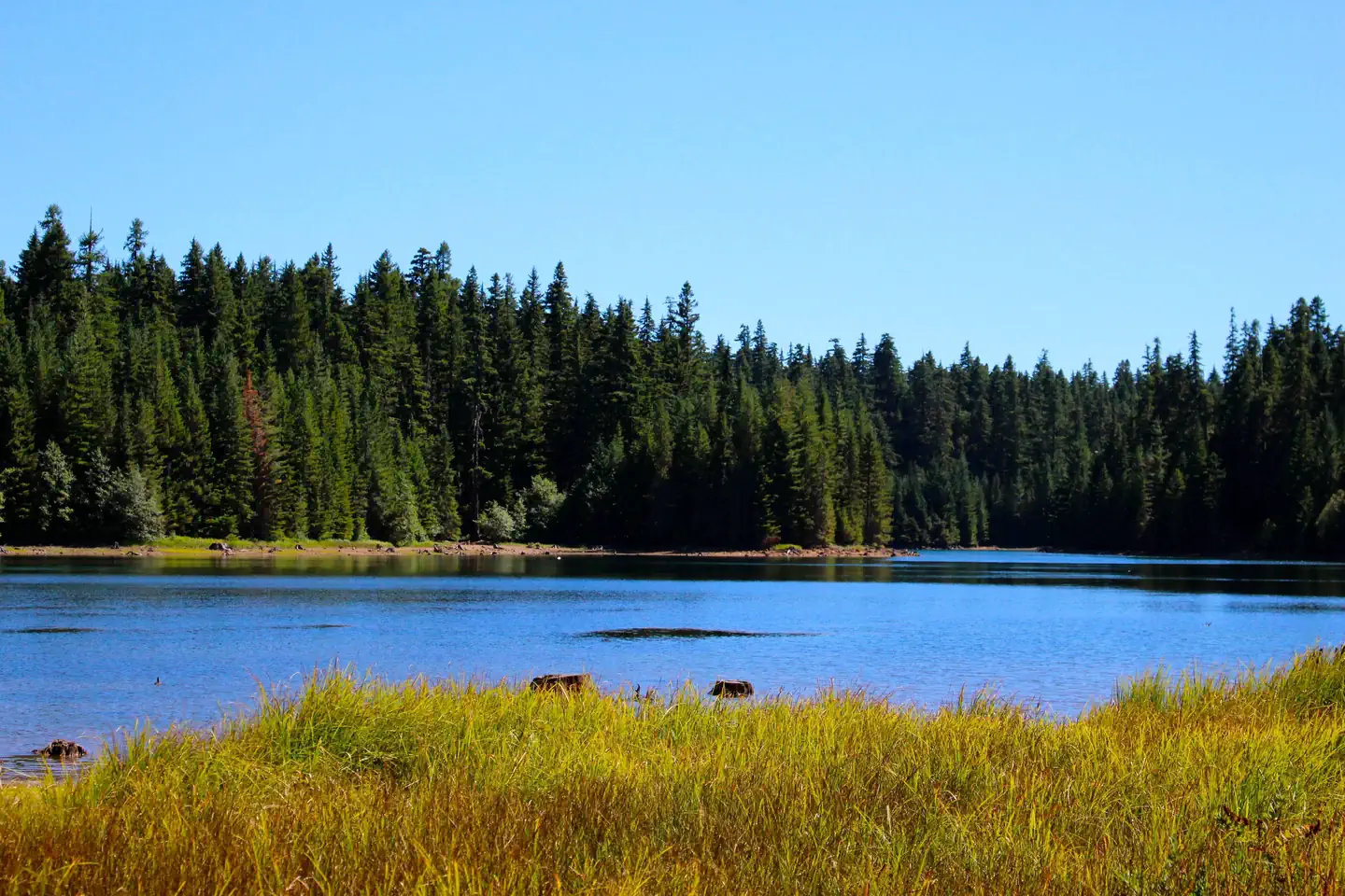 North Arm Campground (Timothy Lake, OR) photo 3