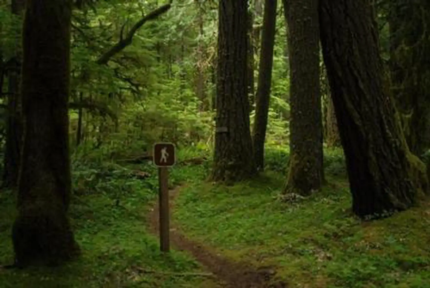 North Fork Bear Group Camp photo