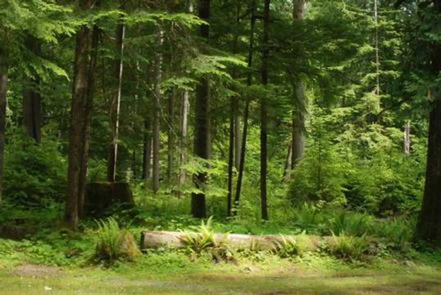 North Fork Bear Group Camp photo 3
