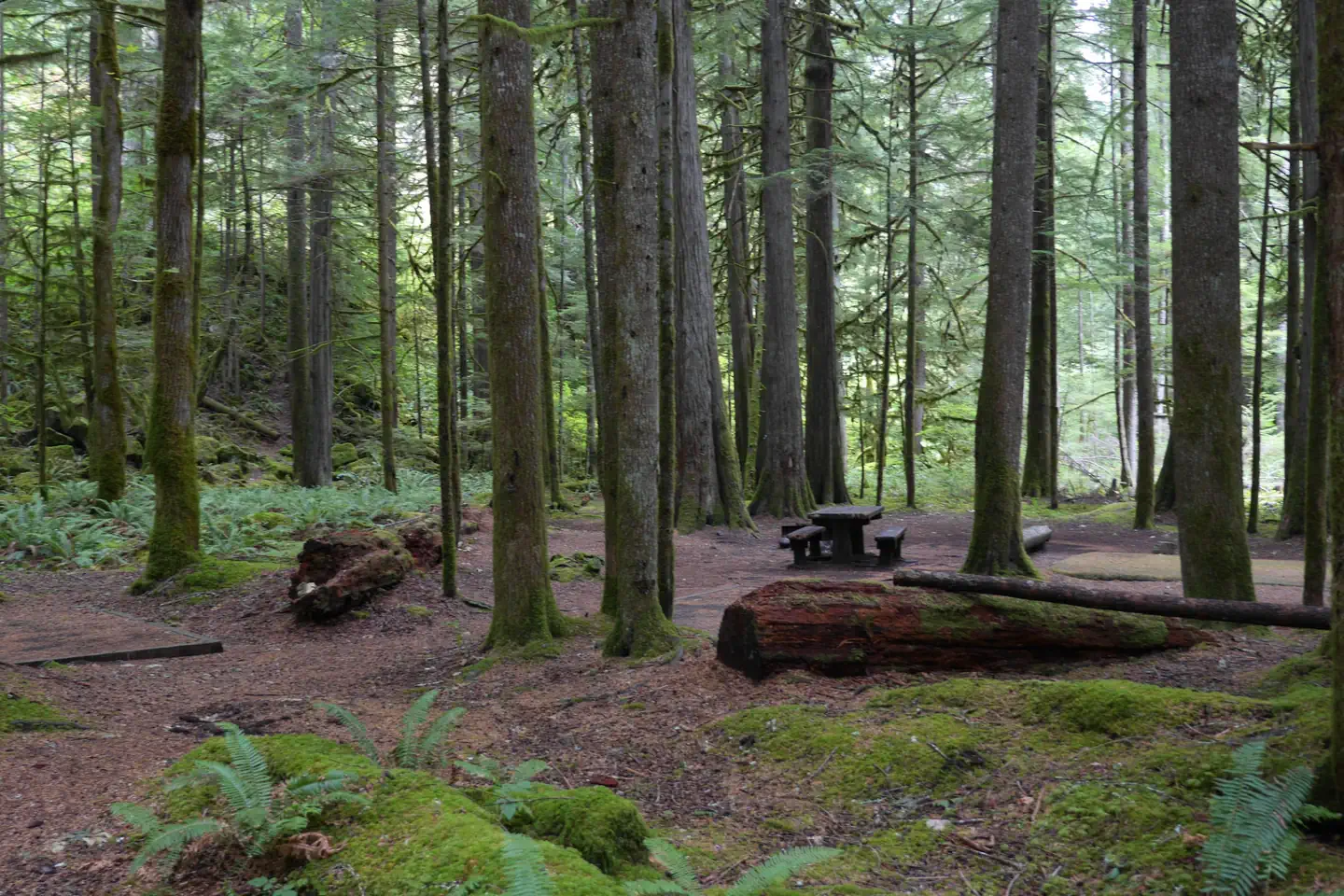 North Fork Campground (WA) photo 3